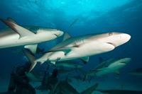 sharks