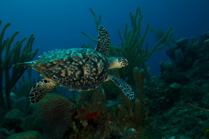 Turtle Roatan